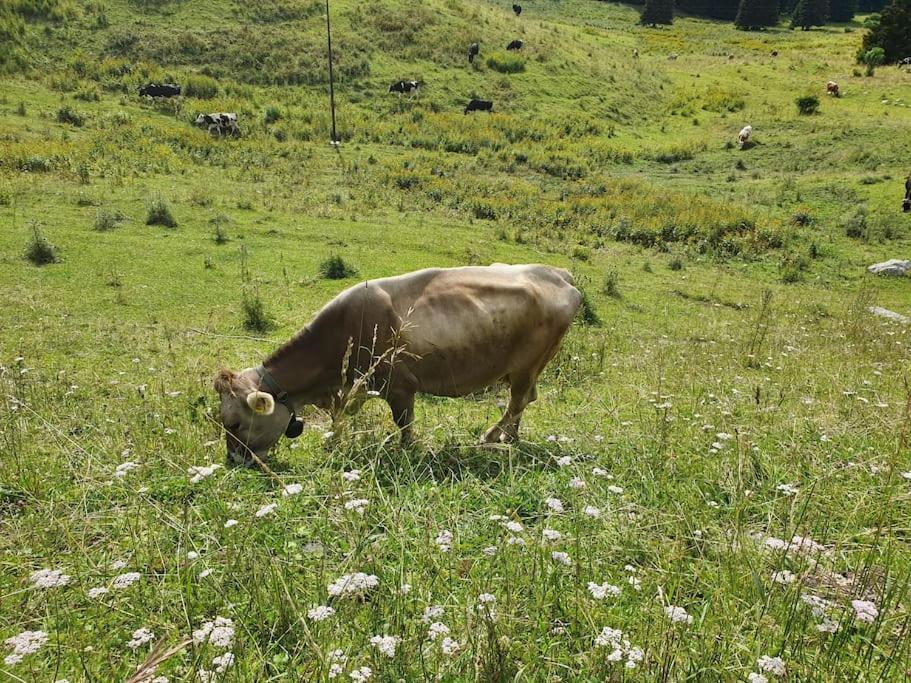 Ledro Lake Apartment Molina di Ledro Zewnętrze zdjęcie